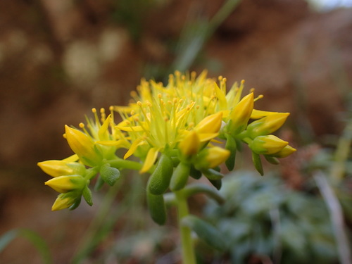 Sedum spathulifolium (Broadleaf Stonecrop) (alternate view 4)