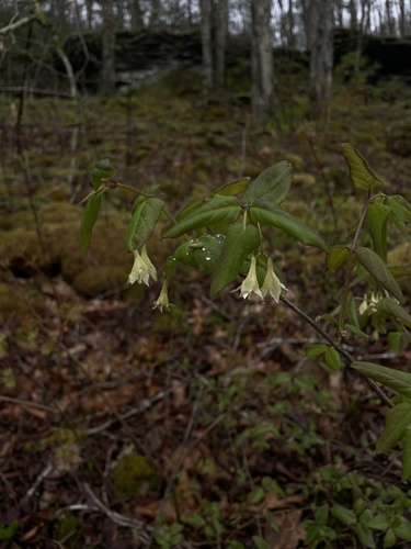 Lonicera canadensis (American fly-honeysuckle) (alternate view 2)