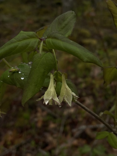 Lonicera canadensis (American fly-honeysuckle) (alternate view 3)