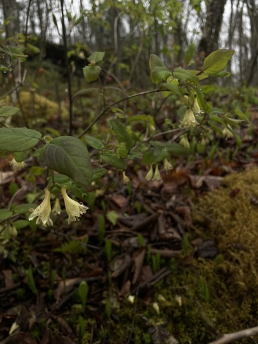 Lonicera canadensis (American fly-honeysuckle) (alternate view 4)