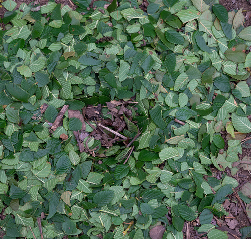 Ulmus crassifolia (Cedar Elm)