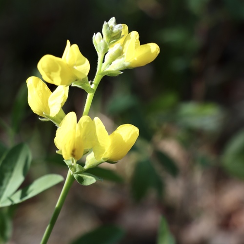 Thermopsis montana (Mountain goldenbean) (alternate view 5)