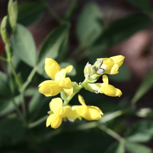 Thermopsis montana (Mountain goldenbean) (alternate view 6)