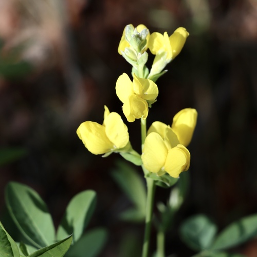 Thermopsis montana (Mountain goldenbean) (alternate view 7)