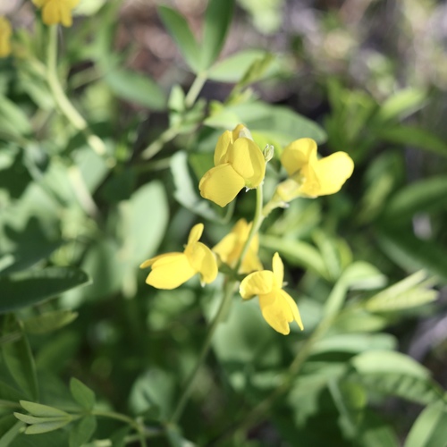 Thermopsis montana (Mountain goldenbean) (alternate view 8)