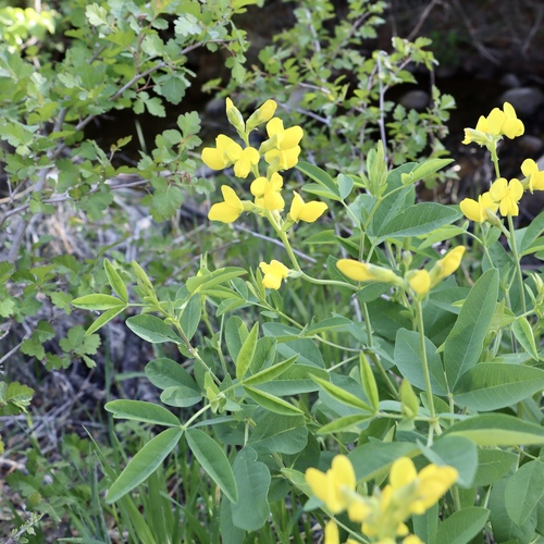 Thermopsis montana (Mountain goldenbean) (alternate view 9)