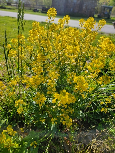 Barbarea vulgaris (bitter wintercress)