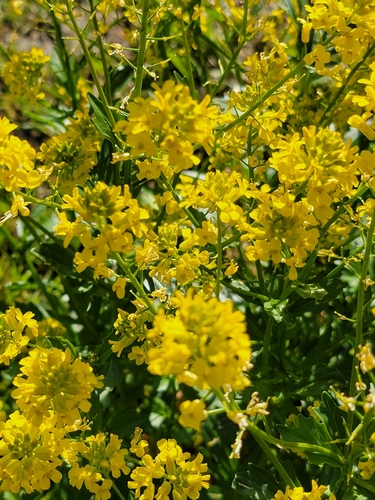 Barbarea vulgaris (bitter wintercress)