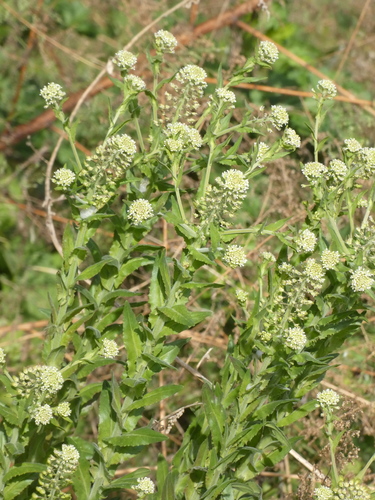 Lepidium campestre (field peppergrass)
