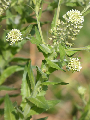 Lepidium campestre (field peppergrass) (alternate view 2)