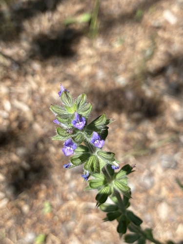 Salvia verbenaca (wild clary)