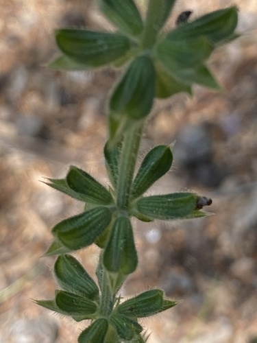 Salvia verbenaca (wild clary)