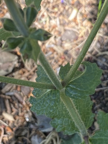 Salvia verbenaca (wild clary)
