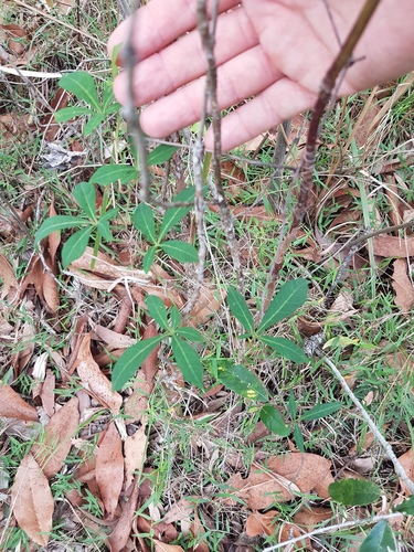 Clematicissus opaca (Pepper Vine) (alternate view 6)
