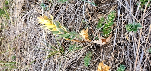 Linaria dalmatica (Balkan toadflax) (alternate view 5)