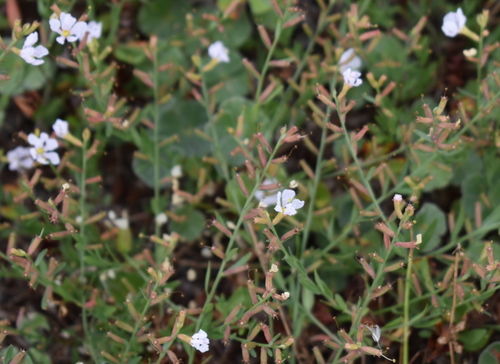 Lythrum alatum (Winged Loosestrife) (alternate view 3)