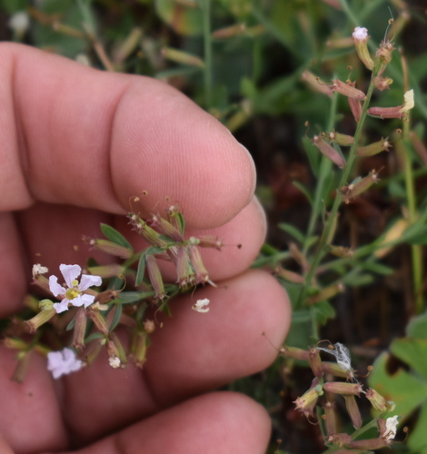 Lythrum alatum (Winged Loosestrife) (alternate view 4)