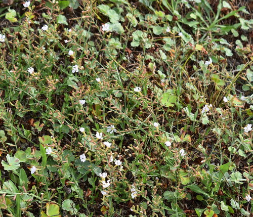 Lythrum alatum (Winged Loosestrife) (alternate view 5)