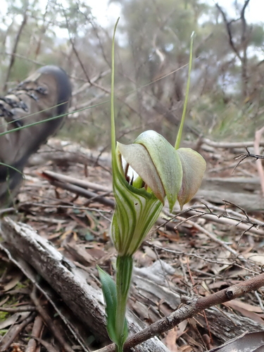 Pterostylis grandiflora (cobra greenhood) (alternate view 3)