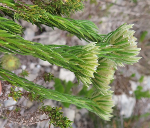 Phylica (Hardleaves) (alternate view 8)