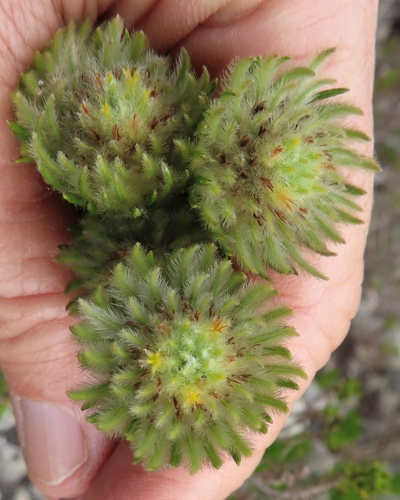 Phylica (Hardleaves) (alternate view 7)