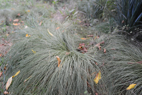 Carex comans (Hair Sedge) (alternate view 2)