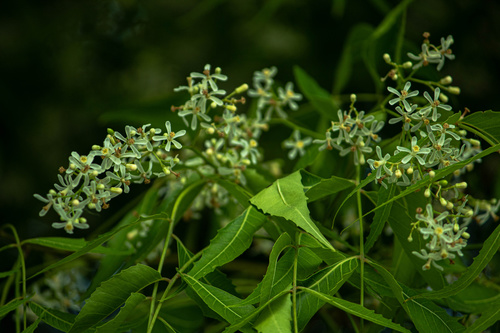 Azadirachta indica (Neem Tree)