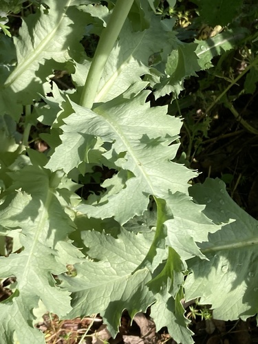 Papaver somniferum (opium poppy) (alternate view 2)