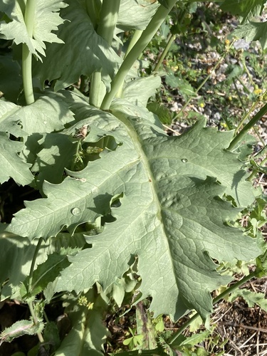 Papaver somniferum (opium poppy) (alternate view 3)