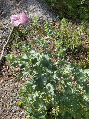 Papaver somniferum (opium poppy) (alternate view 4)