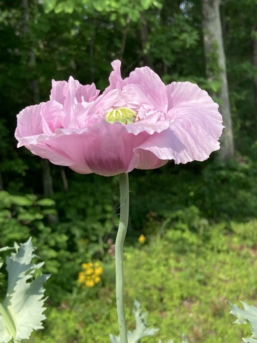 Papaver somniferum (opium poppy)