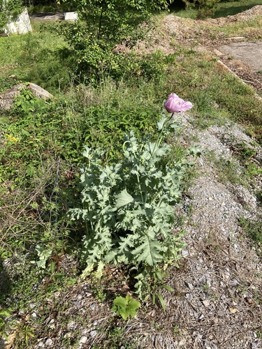 Papaver somniferum (opium poppy) (alternate view 5)