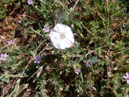 Convolvulus equitans (Texas bindweed) (alternate view 5)