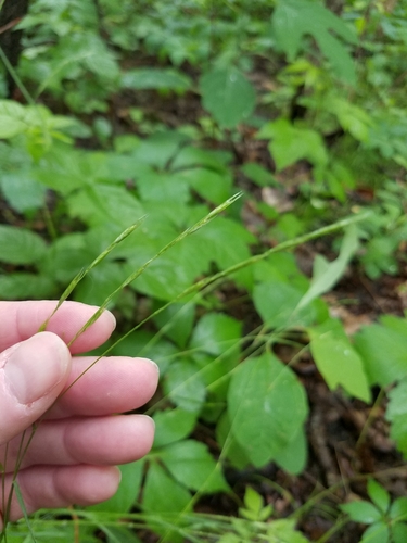 Danthonia spicata (Poverty Oat Grass) (alternate view 4)