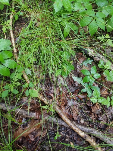 Danthonia spicata (Poverty Oat Grass) (alternate view 5)
