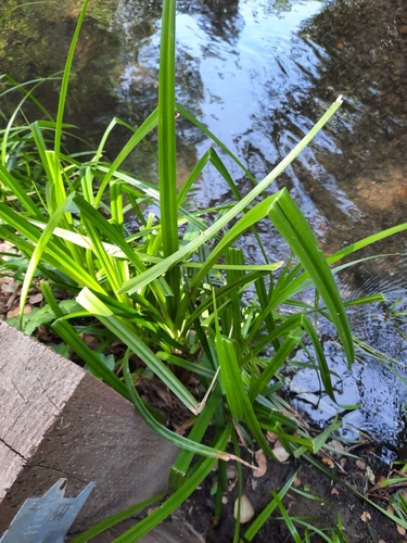 Scirpus microcarpus (small-fruited bulrush) (alternate view 3)