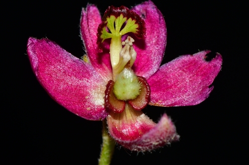 Krameria lanceolata (Trailing Rhatany)