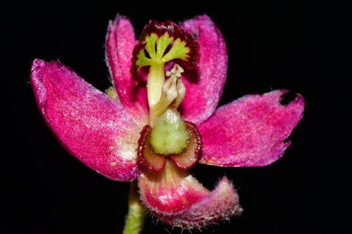 Krameria lanceolata (Trailing Rhatany) (alternate view 2)