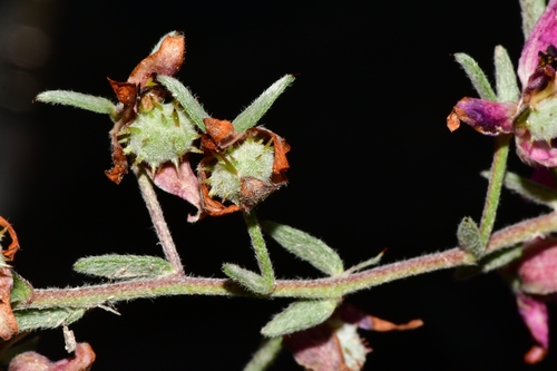 Krameria lanceolata (Trailing Rhatany) (alternate view 3)