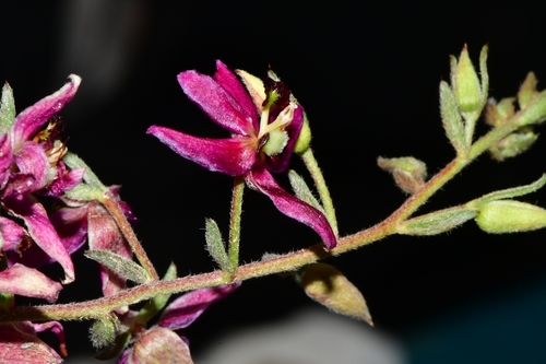Krameria lanceolata (Trailing Rhatany) (alternate view 4)