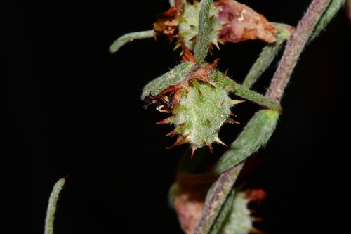 Krameria lanceolata (Trailing Rhatany) (alternate view 5)