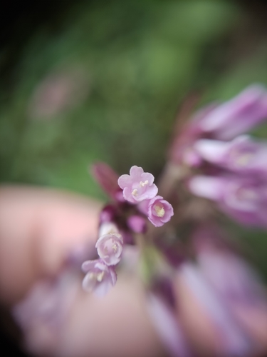 Valeriana (valerians) (alternate view 7)