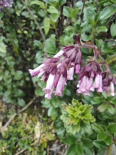 Valeriana (valerians) (alternate view 8)