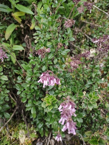 Valeriana (valerians) (alternate view 9)