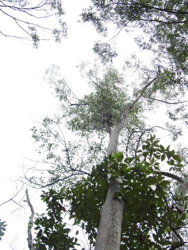 Corymbia variegata (Northern Spotted Gum) (alternate view 2)