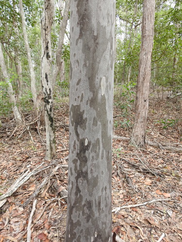 Corymbia variegata (Northern Spotted Gum)