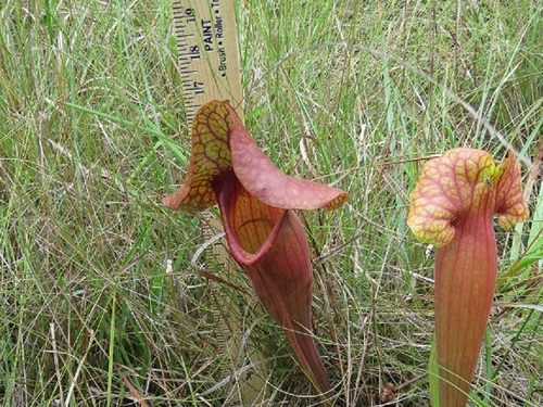 Sarracenia × naczii (Naczi's Pitcher Plant) (alternate view 3)