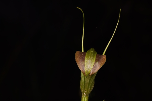 Pterostylis grandiflora (cobra greenhood) (alternate view 2)