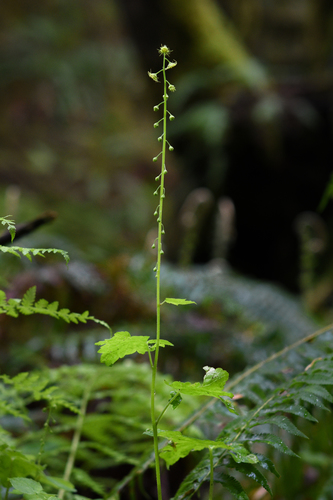 Mitellastra caulescens (Leafy Miterwort) (alternate view 2)