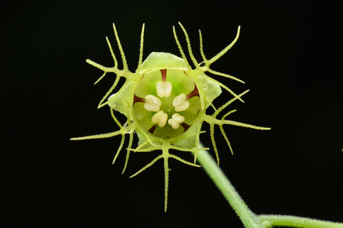 Mitellastra caulescens (Leafy Miterwort)